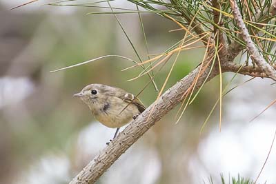great blue heron th 1