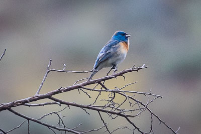 lazuli bunting 2
