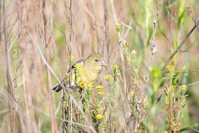 lesser-goldfinch 2