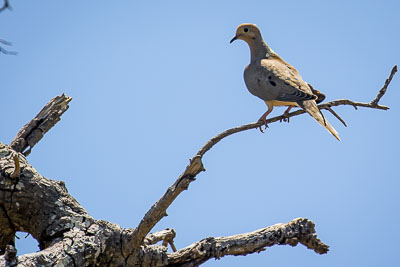 mourning dove th 2