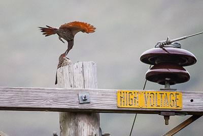northern flicker th 4