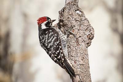 nuttalls woodpecker th 2