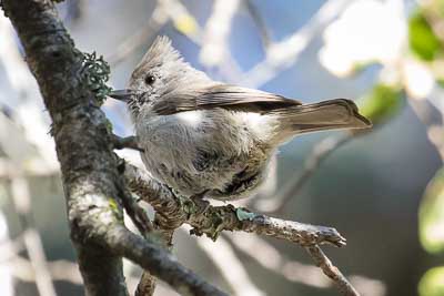 oak-titmouse 3