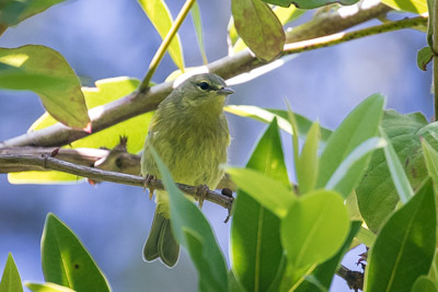 orange-crowned warbler th 1