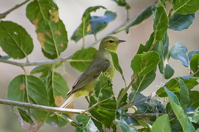 orange-crowned warbler th 2