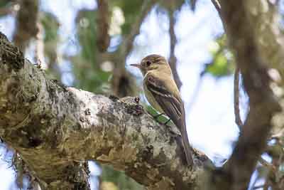 Pacific slope flycatcher th 2