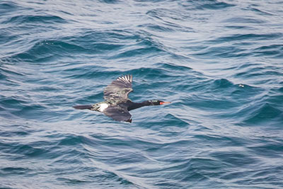 pelagic Cormorant 1