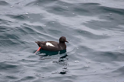 pigeon guillemot th 3