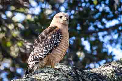 red shouldered hawk th 3