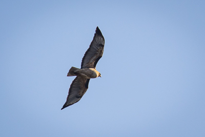 red tailed hawk th 3