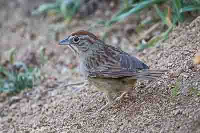 rufous-crowned sparrow th 3