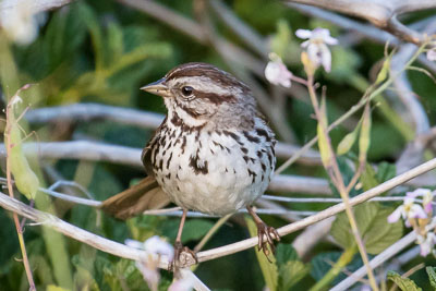 song sparrow th 2