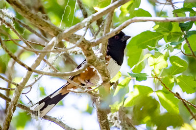 spotted towhee th 3