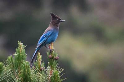 stellers jay th 3