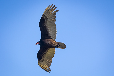 turkey vulture th 2