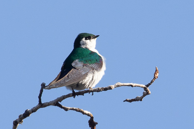 violet-green swallowth 2