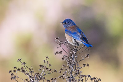 western bluebird th 2