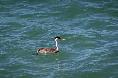 western grebe th 1