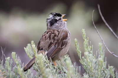 white-crowned sparrow th 3