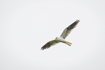 white-tailed kite th 3