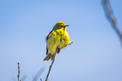 wilsons warbler th 3