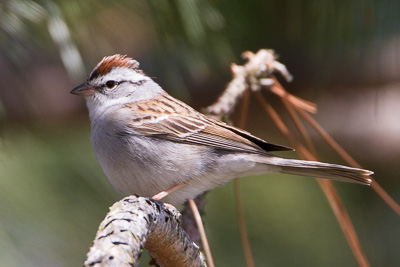chipping sparrow th 2