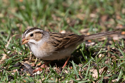 clay colored sparrow th 2