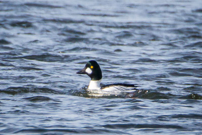 common goldeneye th 3