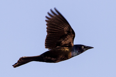 common grackle th 2