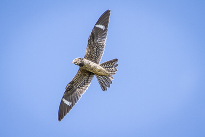 common nighthawk th 5