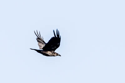 common raven th 2