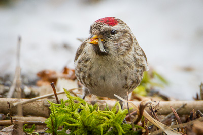 common redpoll th 2