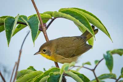 common yellowthroat th 2