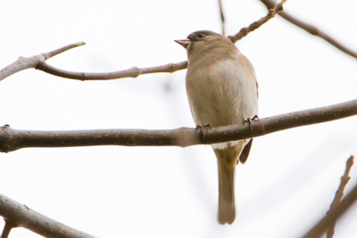 dark eyed junco th 2