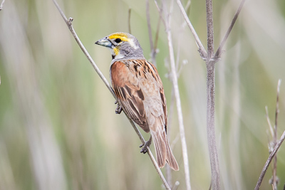 dark eyed junco th 2