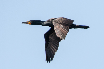 double crested cormorant th 2