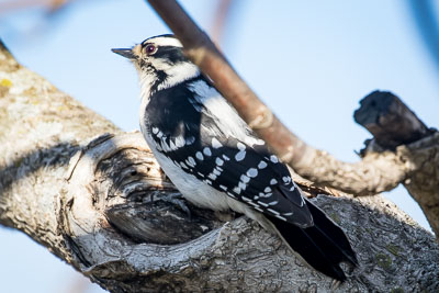 downy woodpecker th 2