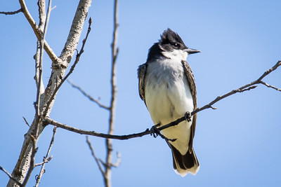 eastern kingbird th 3