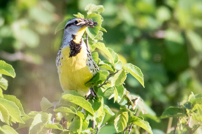 eastern meadowlark th 2