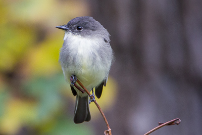 eastern phoebe th 4