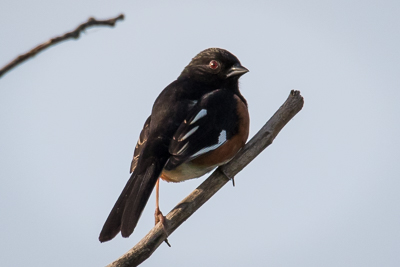 eastern towhee th 3