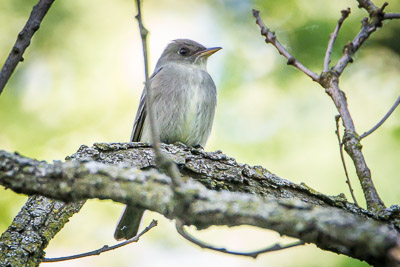 eastern wood pewee th 2