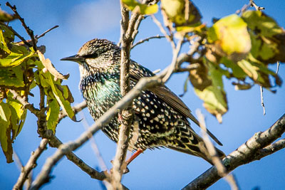 european starling th 2