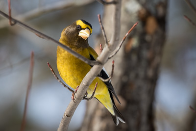 evening-grosbeak th 2