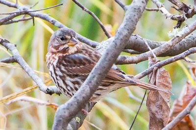 fox sparrow th 2