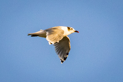 franklin's gull th 2