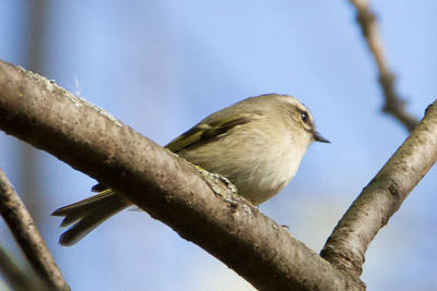Golden-crowned Kinglet th 2