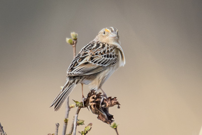 Grasshopper Sparrow th 2