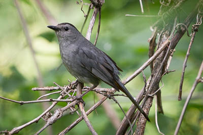 gray catbird th 2