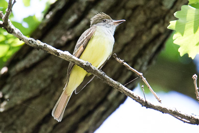 great crested flycatcher th 2